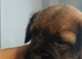 Kc reg border terrier puppies