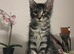 4-month Tica female kitten