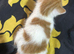 Tortoiseshell cross bengal tabby kittens