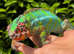 Male panther chameleon