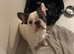 2 year old french bulldog male for sale