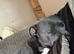 Blue staffy stud