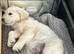 Kc golden retriever