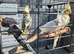Healthy Cockatiels For Sale – Proven Breeders