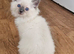 Ragdoll kittens