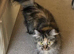 SIBERIAN FEMALE CAT