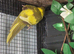 2 kakariki chicks ready now &pound;55 each