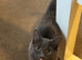 Ragdol x russian blue kitten male vaccinated