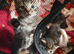 Maine Coon ragdoll cross