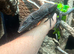 Male Varanus Beccarii (Black Tree Monitor), 3 years old