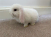 Mini Lop Rabbits 3 BOYS LEFT