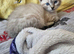 Scottish fold cross ragdolls