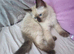 Ragdoll