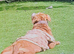 Rehomeing my pup american bully classic