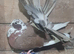 12 fantails available