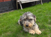 Dachshund for sale