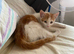 Male kittens