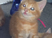 Ginger kittens