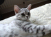 British Shorthair kittens