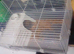 Guinea pig home 100