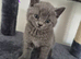 Female BSH X kitten