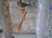 1 Pretty male Zebra Finch looking for a new home