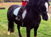 Pretty welch sec c mare