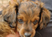 Cavapoochon pups last two, ready now