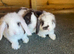 Gorgeous mini lops ready now
