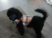 Male toy poodle