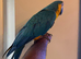 Silly tame Blue and Gold Macaw