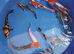 koi carp healthy hand picked koi