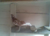 for sale 4 rollers