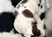 Miniature dachshunds
