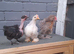 3 young bantams