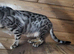Pure silver Bengal cat