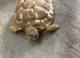 Hermanns tortoise