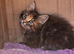 Maine Coon kittens