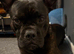 Staff x frenchy experienced home only