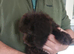 Cockapoo puppy F1 ️ chocolate girl .