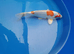 beautiful koi carp