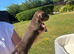 True miniature dachshunds