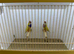 Pair of Gouldian Finches For Sale