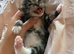 2 beautiful kittens ready September