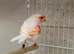 Stafford canary pair