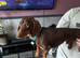 Dachshund n