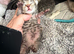 3 tabby kittens one girl 2 boys