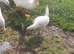 Irish Game Bird Cockerel