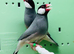 Java finches