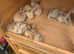 GIANT CONTINENTAL RABBITS FOR SALE